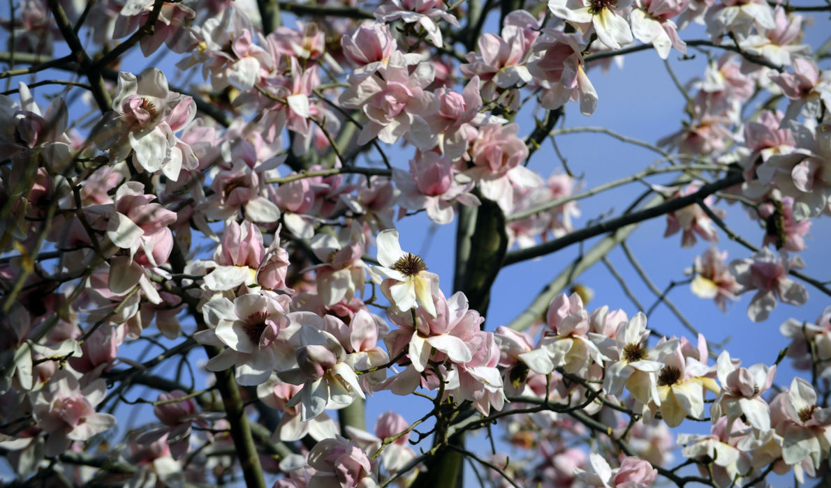 Botanischer Garten Gambarogno Ticinotopten