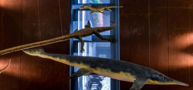 Museo Fossili M. San Giorgio