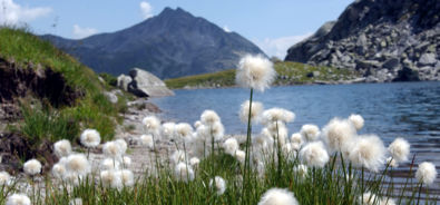Passo del San Gottardo / Laghetto D'Orsino / fiori